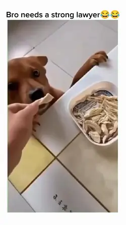 Bro need a lawyer