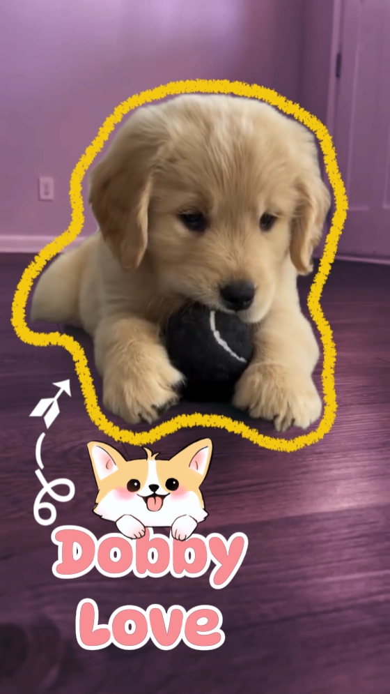 köpek evcil hayvan tanıtımı