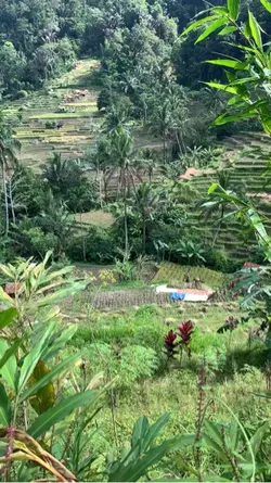 Alam indah Pesawahan