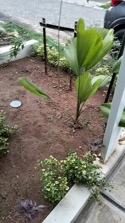 merawat tanaman 