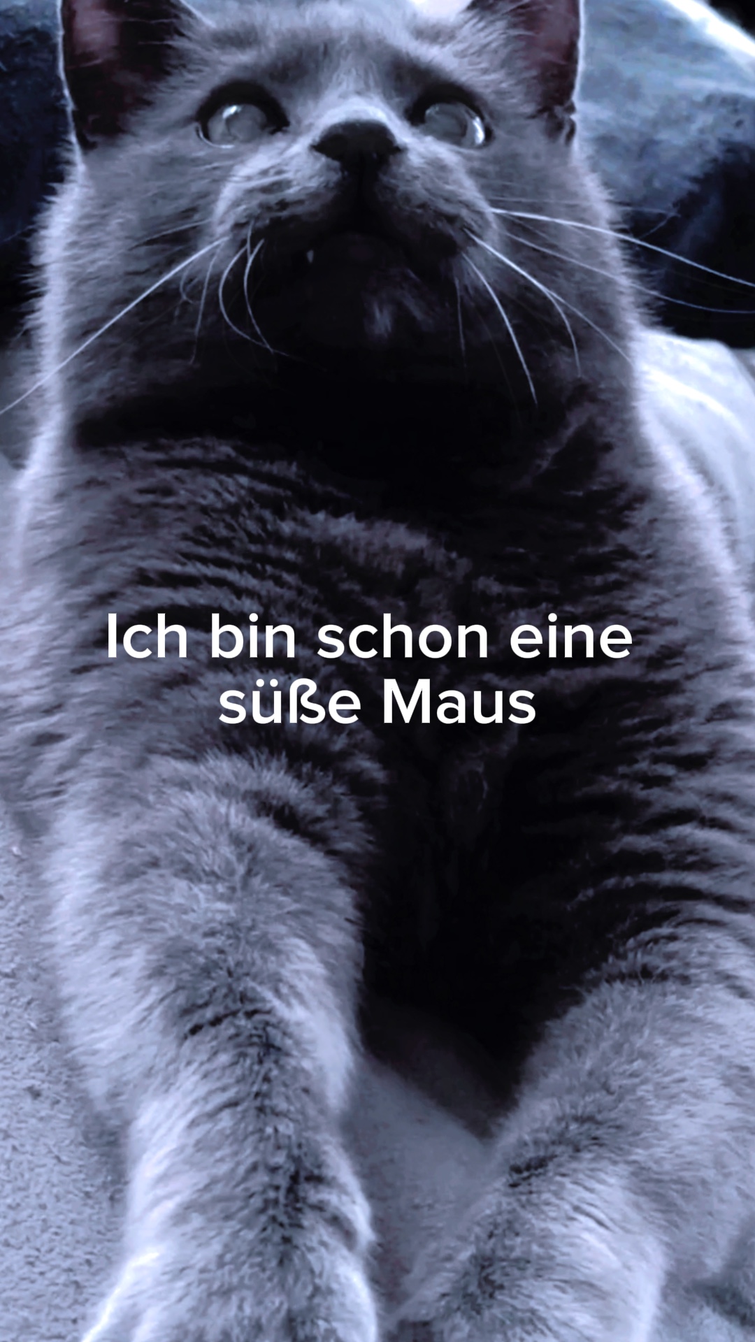 Süβ e Maus
