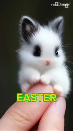 Cute rabbit