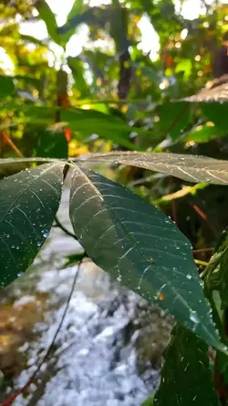 Nature vibes