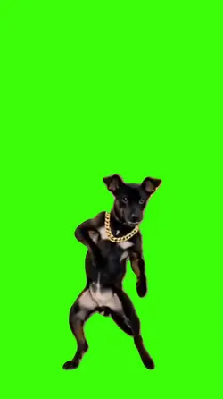 Dog/Cachorro.
