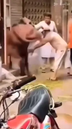 Ditendang sapi