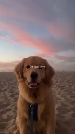 meine therapie, hund