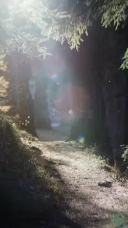 森林片段|療癒氛圍模板