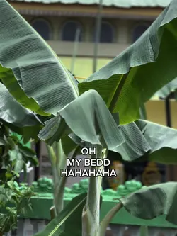 OH MY BEDD