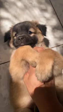 Dogy Lovers