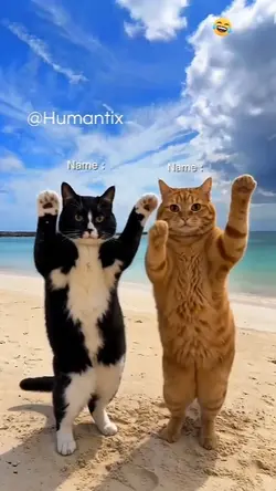 Dancing cat trend