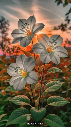 HDR auto editing 