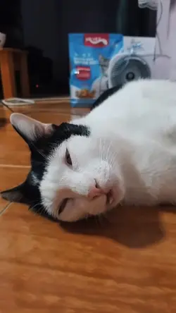 Cat meme