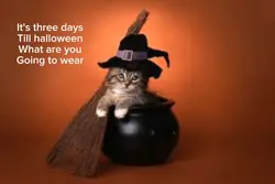 Cute cats halloween