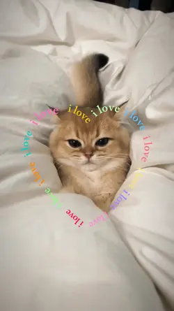 i love cat