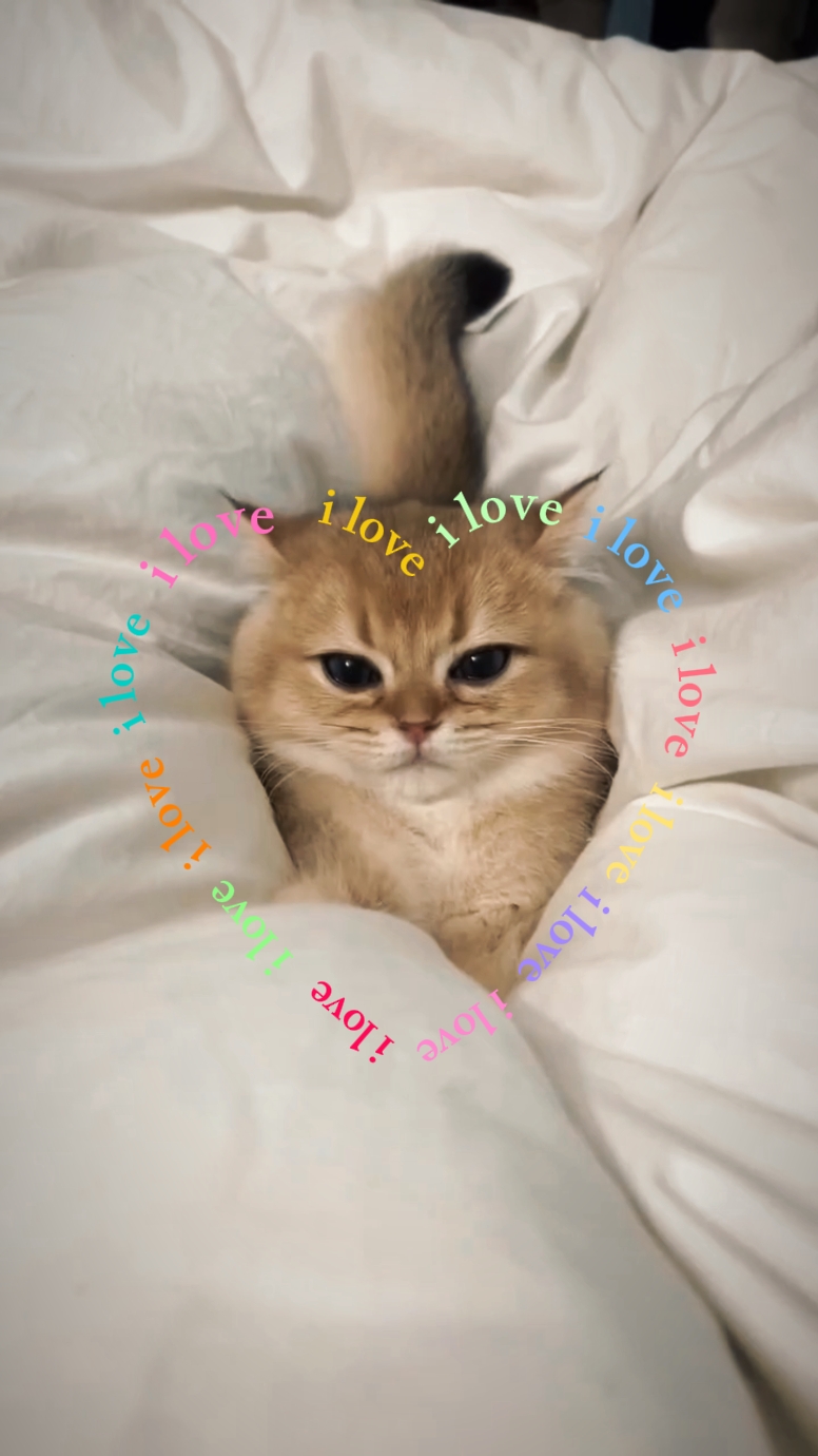 Amo a los gatos