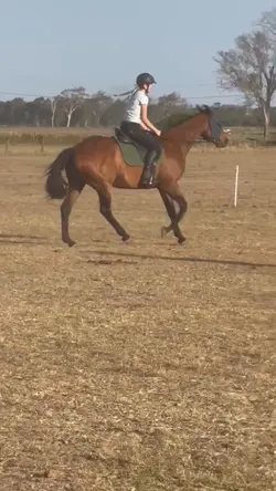 big horsee