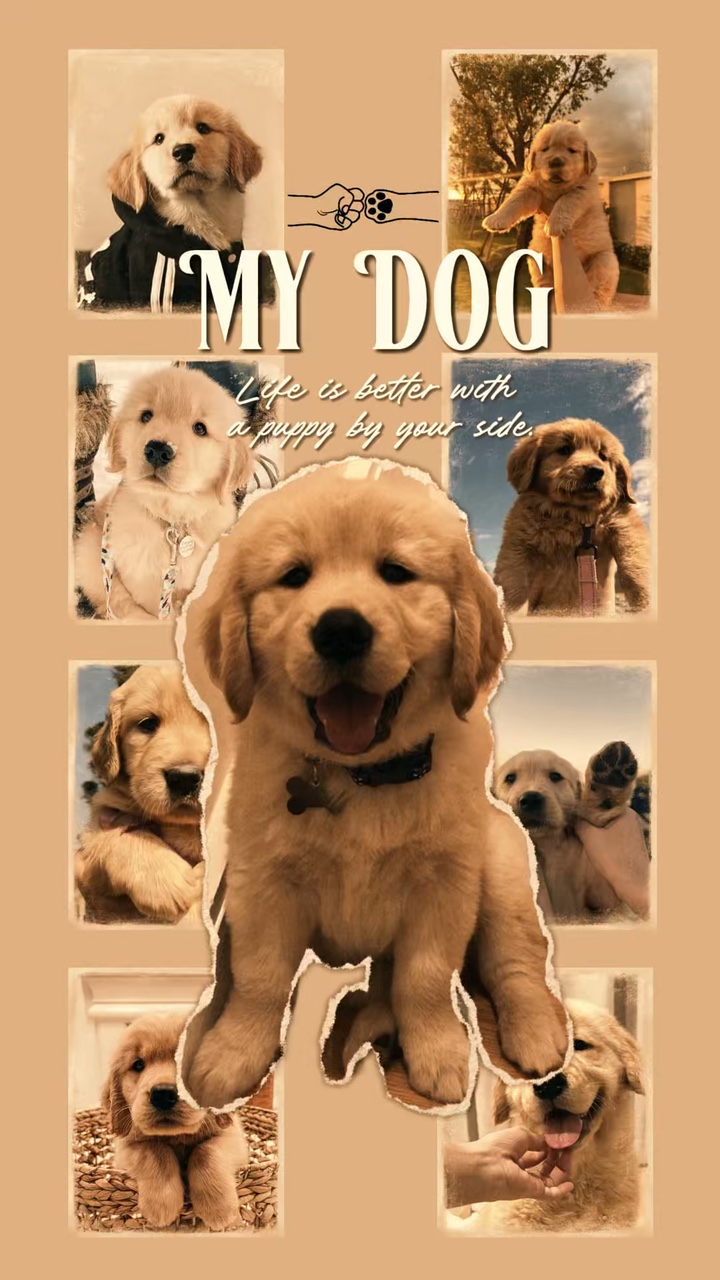 Köpeğim 