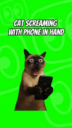 Cat with phone screa