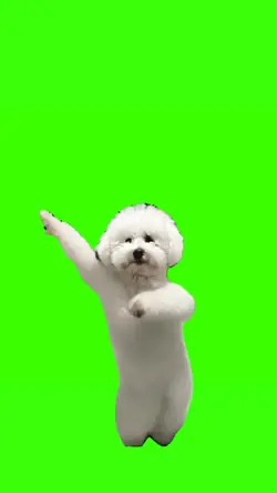 dog dancing meme