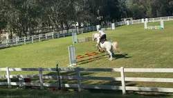 Show jumping Perry!