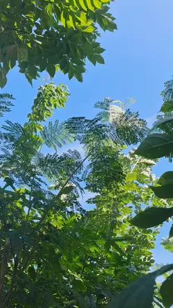 nature vibes