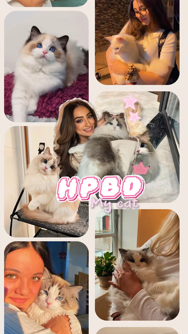 Aniversário meu gato 