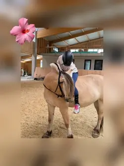🌺
