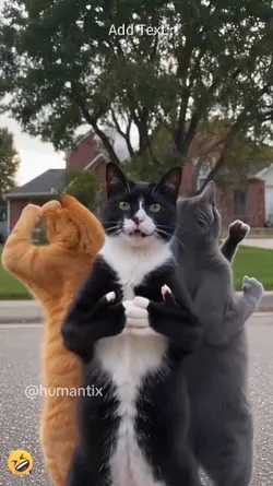 Funny Cat. 
