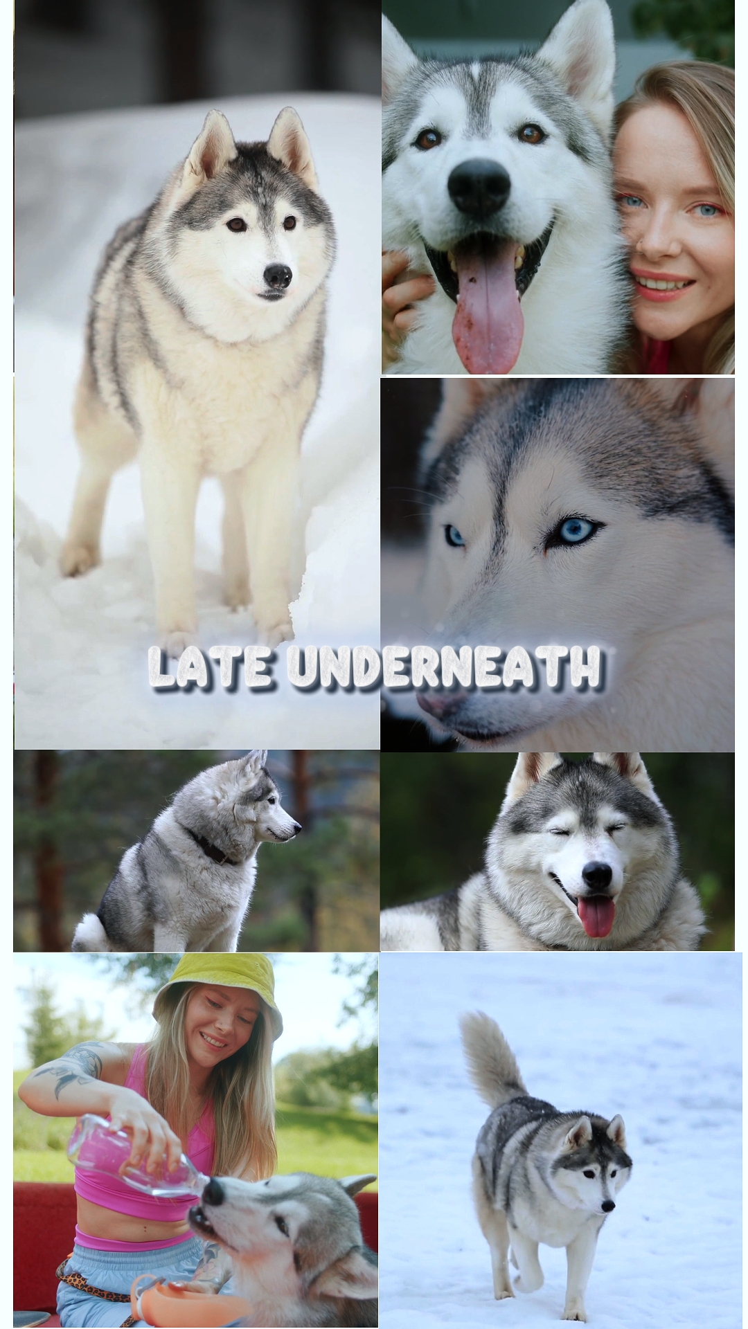 Best Dog Moments