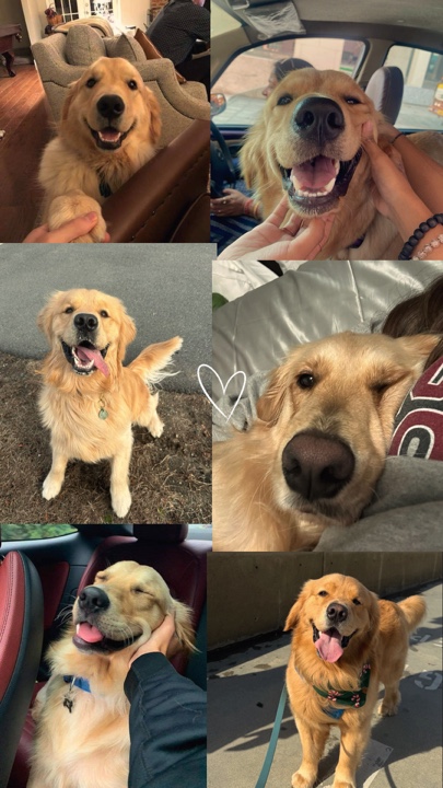 My dog