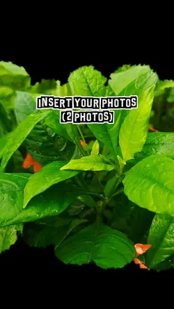 insert 2 photos 