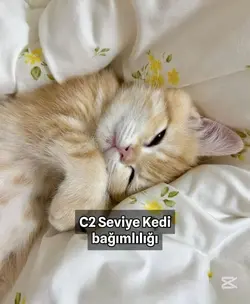 Kedi bağımlılığı