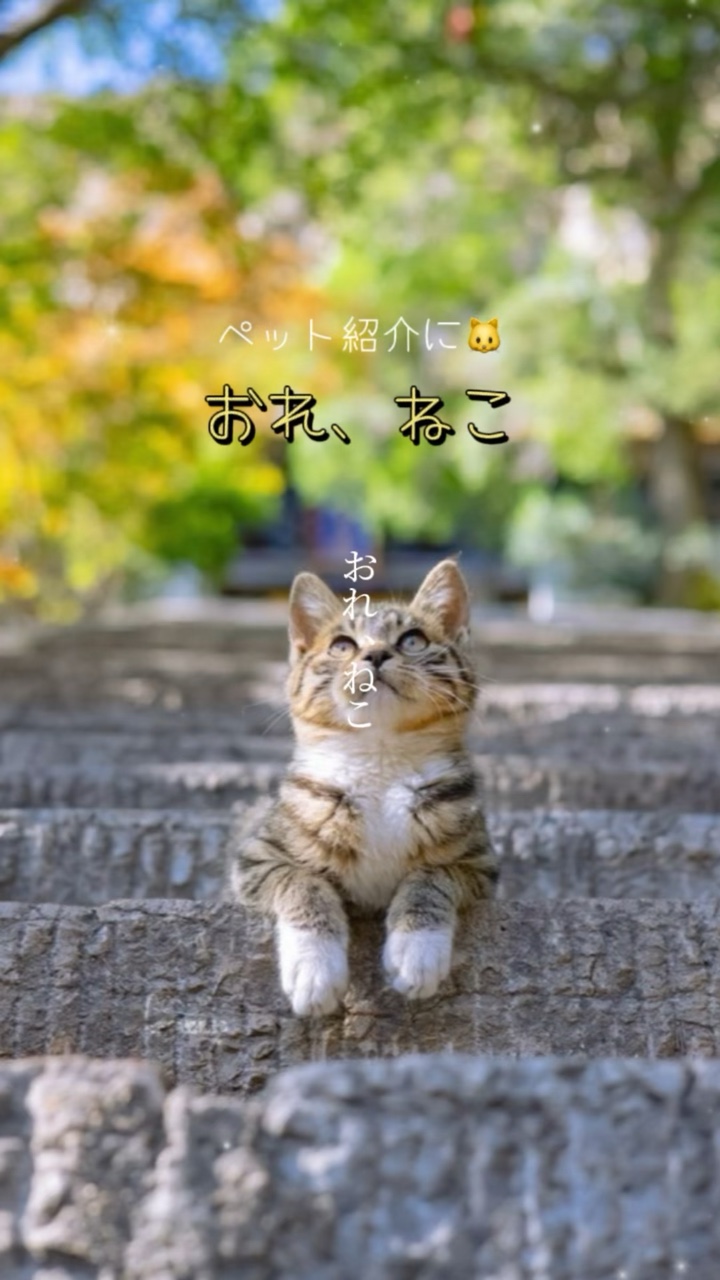 ￫ ￫🐱￫ 。 ￫