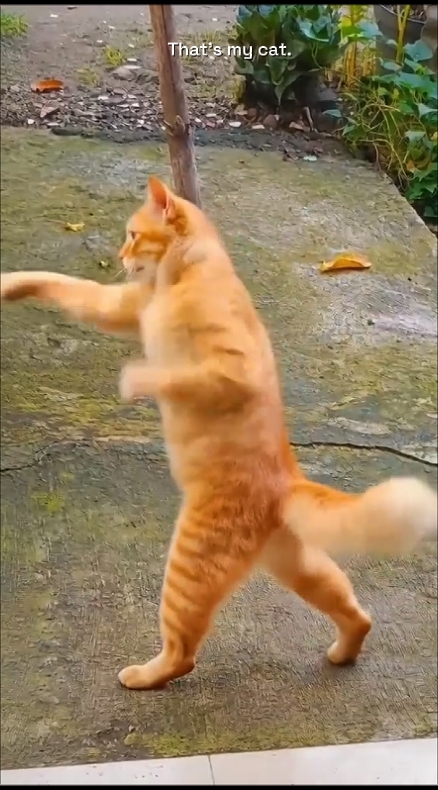 Pelatihan Kucing 