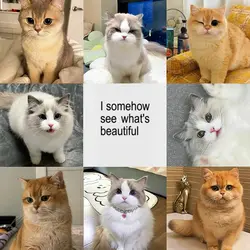 cute cats
