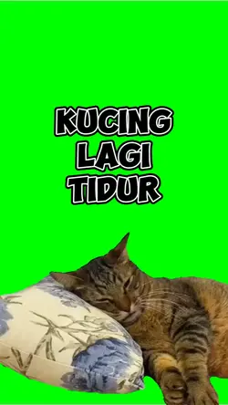 Kucing Lagi Tidur