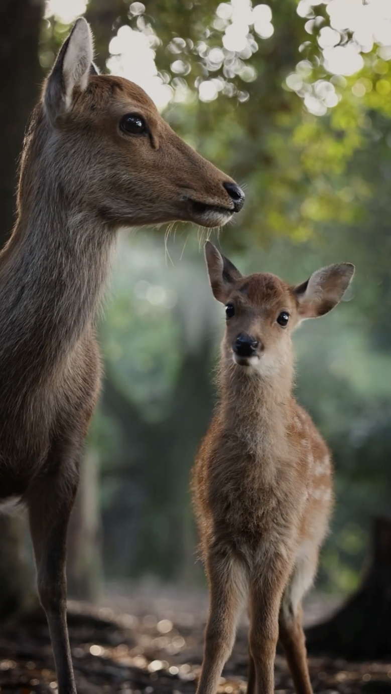 HERMOSOS ANIMALES 