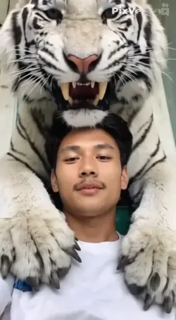 harimau marah