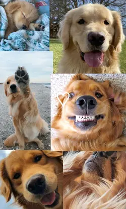 cute dog wallpaper