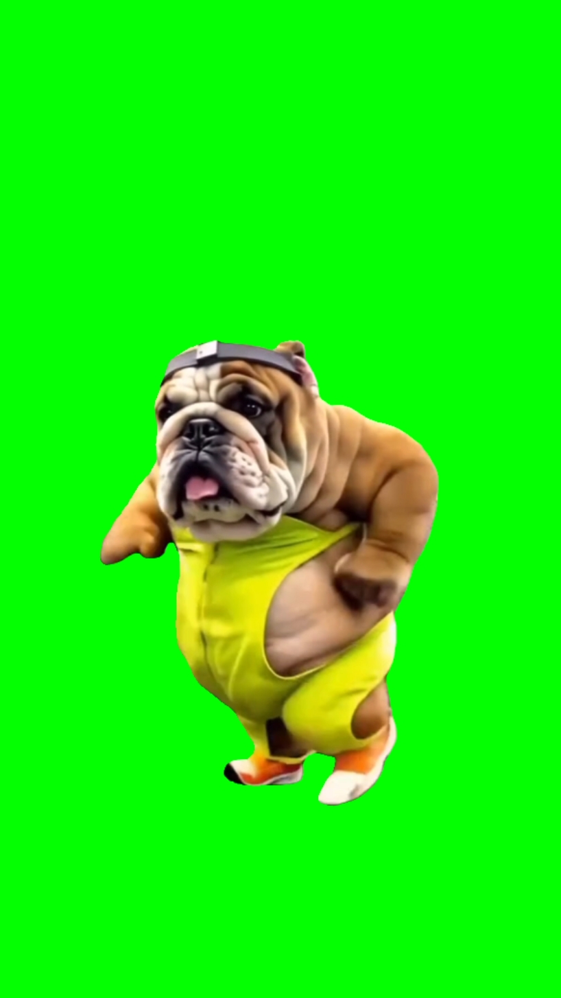 dog funny workout 