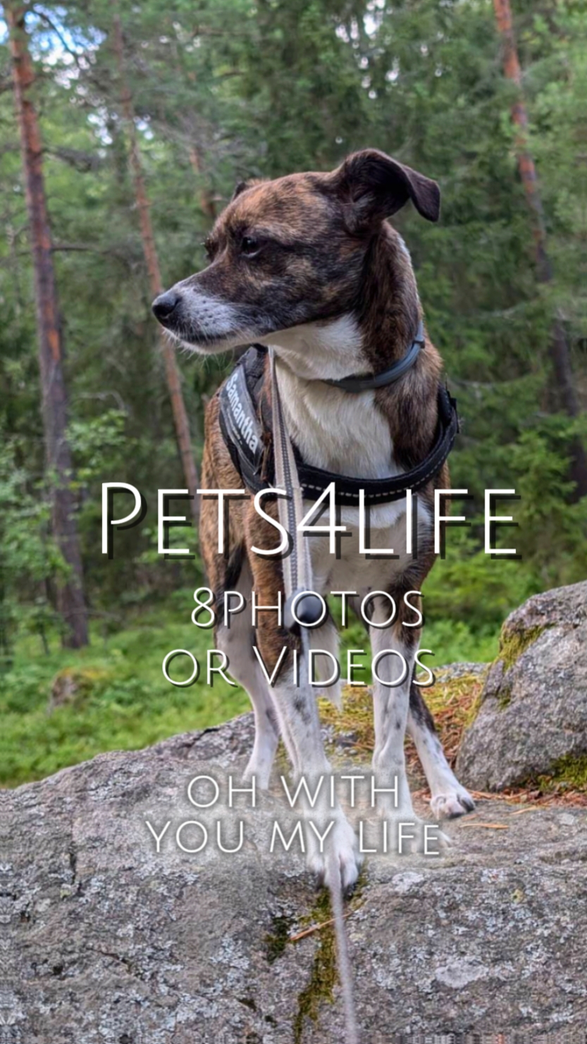 8 Pets4life 