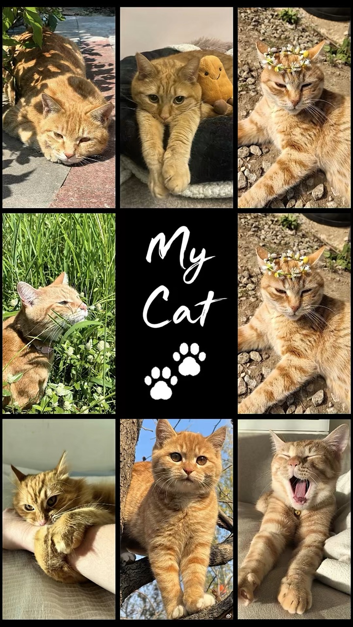 My Cat