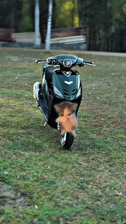 kucing trend