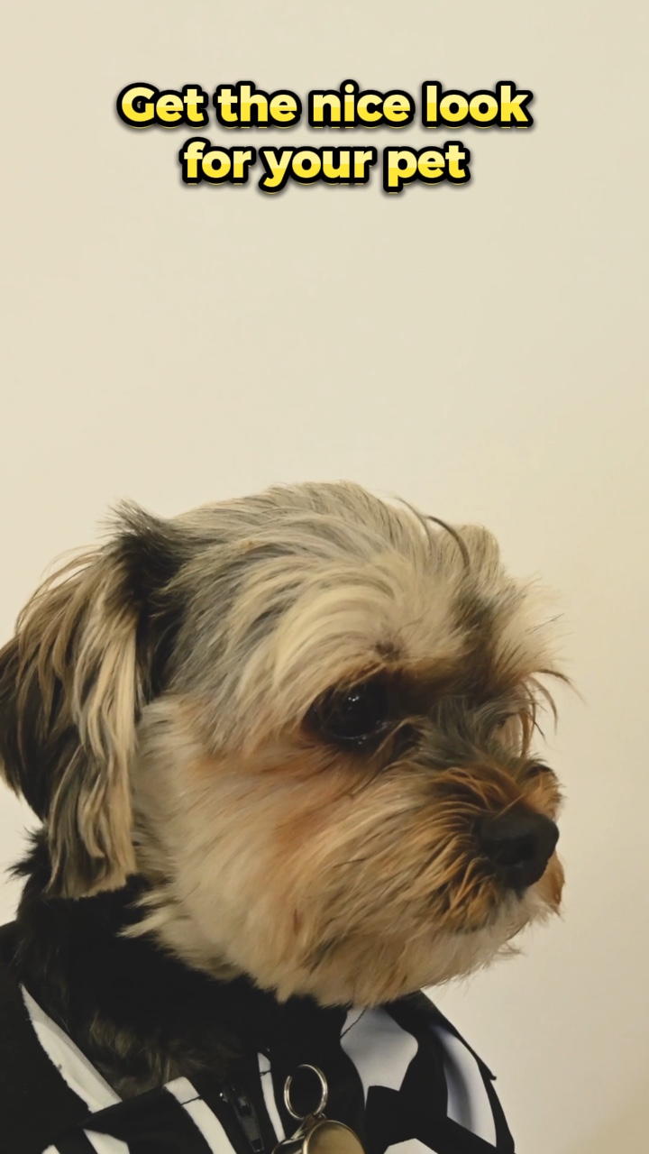 Funny Branding For Pet Grooming TT Style