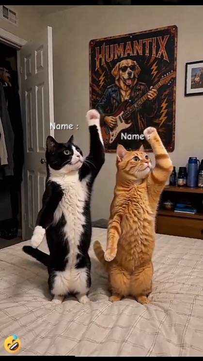 Tendência De Gato De Dança.. 