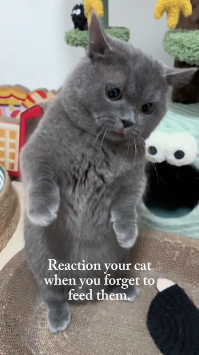 Angry Cat