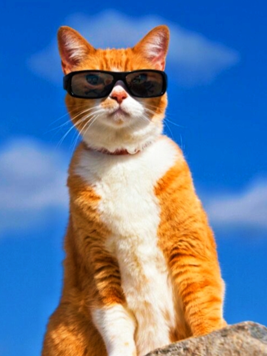 Cats 12 Photo