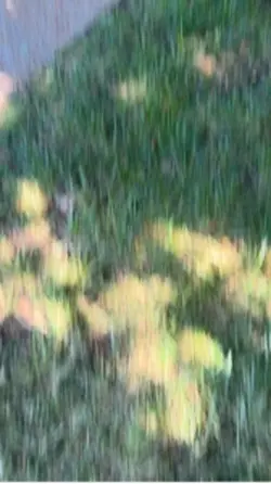 Corvette c8 stingray