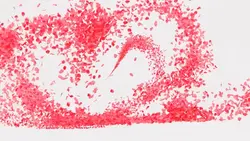 flower petals ⁵