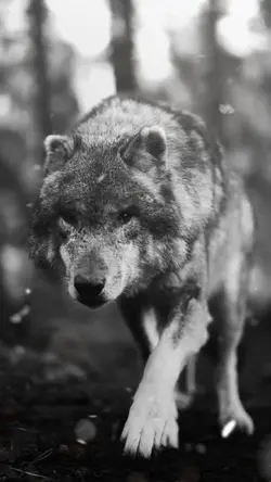 WOLF SPIRIT